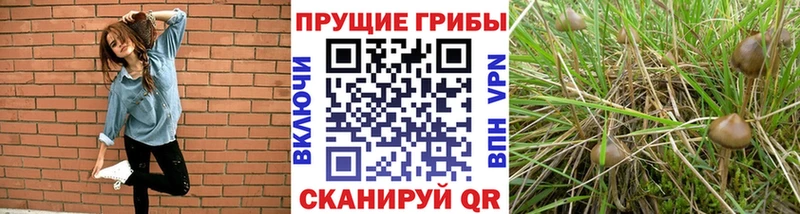 дарк нет клад Ивдель Псилоцибиновые грибы мицелий